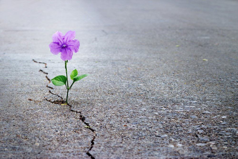 Flower growing in sidewalk crack